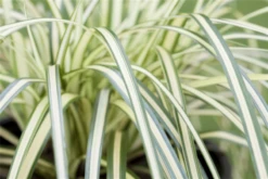 Oshima-Segge „Evergold“ -Vier Jahreszeiten GS517177 800x800