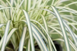 Oshima-Segge „Evergold“ -Vier Jahreszeiten GS517178 800x800