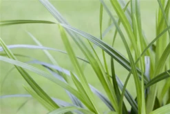 Teppich-Japan-Segge „Irish Green“ -Vier Jahreszeiten GS534630 800x800