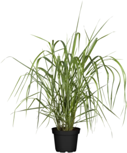 Garten-Ruten-Hirse „Warrior“