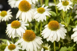 Garten-Scheinsonnenhut „PowWow® White“