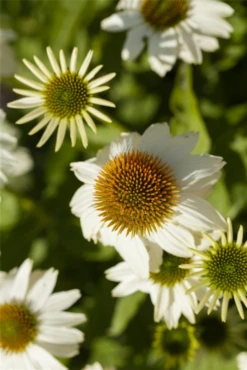 Garten-Scheinsonnenhut „PowWow® White“ -Vier Jahreszeiten GS586848 800x800