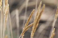 Blaugraues Schillergras -Vier Jahreszeiten GS586880 800x800