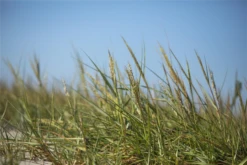 Gewöhnlicher Strandhafer -Vier Jahreszeiten GS611929 800x800