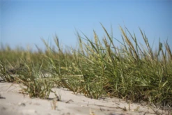 Gewöhnlicher Strandhafer -Vier Jahreszeiten GS611930 800x800
