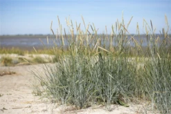 Amerikanischer Strandhafer -Vier Jahreszeiten GS611934 800x800