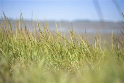 Gewöhnlicher Strandhafer -Vier Jahreszeiten GS611941 800x800