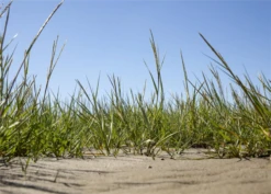 Gewöhnlicher Strandhafer -Vier Jahreszeiten GS611953 800x800