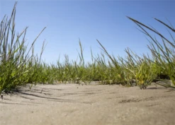 Gewöhnlicher Strandhafer -Vier Jahreszeiten GS611954 800x800