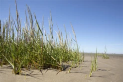 Gewöhnlicher Strandhafer -Vier Jahreszeiten GS611955 800x800