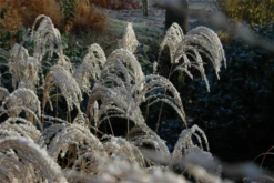 Garten-Chinaschilf „Sioux“ -Vier Jahreszeiten GS619653 800x800