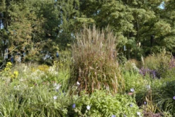 Garten-Chinaschilf „Ghana“ -Vier Jahreszeiten GS619698 800x800