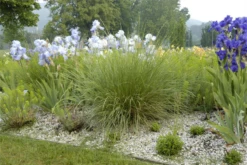 Atlas-Schwingel -Vier Jahreszeiten GS620510 800x800