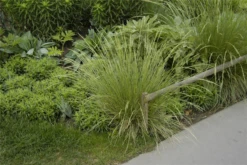 Atlas-Schwingel -Vier Jahreszeiten GS620666 800x800