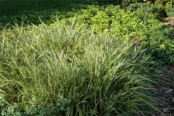 Segge „Icedance“ -Vier Jahreszeiten GS620876 800x800