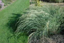 Amerikanischer Strandhafer -Vier Jahreszeiten GS620902 800x800