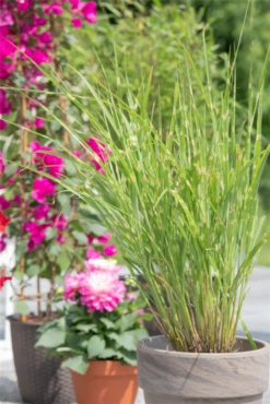 Garten-Zebraschilf „Strictus“ -Vier Jahreszeiten GS621258 800x800