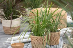 Segge „Icedance“ -Vier Jahreszeiten GS622037 800x800