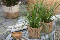 Segge „Icedance“ -Vier Jahreszeiten GS622039 800x800