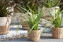 Segge „Icedance“ -Vier Jahreszeiten GS622048 800x800