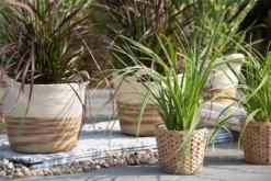 Segge „Icedance“ -Vier Jahreszeiten GS622049 800x800