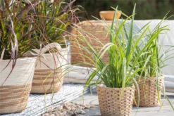 Segge „Icedance“ -Vier Jahreszeiten GS622050 800x800