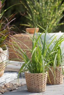 Segge „Icedance“ -Vier Jahreszeiten GS622051 800x800