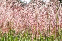 Garten-Chinaschilf „Flamingo“ -Vier Jahreszeiten GS642929 800x800