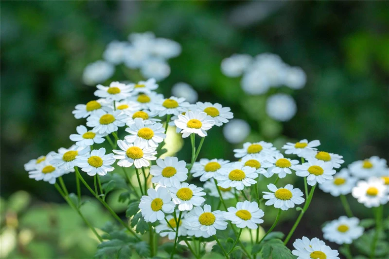 Grönlandmargerite 1 Grönlandmargerite