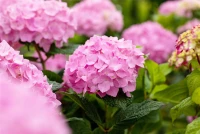 Hortensie „Endless Summer®“, Rosa 7 Hortensie „Endless Summer®“, Rosa – Bild 7