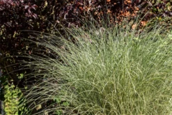 Garten-Chinaschilf „Morning Light“ -Vier Jahreszeiten GS668179 800x800