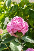 Hortensie „Endless Summer®“, Rosa 12 Hortensie „Endless Summer®“, Rosa – Bild 12