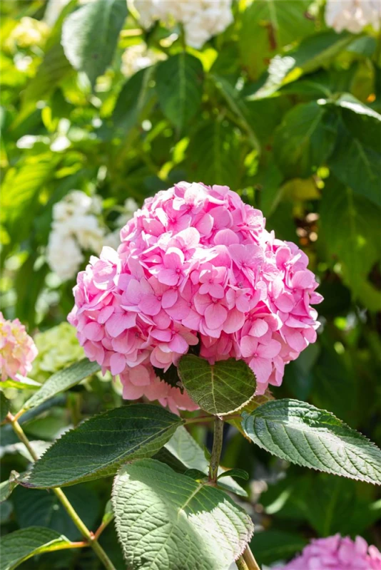 Hortensie „Endless Summer®“, Rosa 6 Hortensie „Endless Summer®“, Rosa – Bild 6