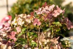 Rispenhortensie „(S)witch®“ -Vier Jahreszeiten GS672408 800x800