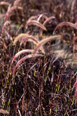 Federborstengras „Fireworks(s)“ -Vier Jahreszeiten GS672629 800x800