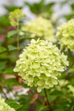 Rispenhortensie „Little Lime®“ -Vier Jahreszeiten GS672748 800x800