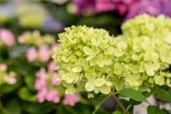 Rispenhortensie „Little Lime®“ -Vier Jahreszeiten GS672749 800x800