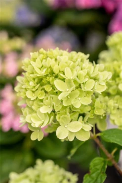 Rispenhortensie „Little Lime®“ -Vier Jahreszeiten GS672750 800x800
