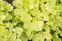 Rispenhortensie „Little Lime®“ -Vier Jahreszeiten GS672751 800x800