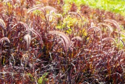 Federborstengras „Fireworks(s)“ -Vier Jahreszeiten GS672808 800x800