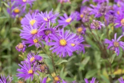 Garten-Sommer-Aster „Veilchenkönigin“