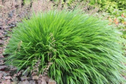 Japanisches Berggras