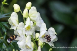 Garten-Eisenhut „Album“ -Vier Jahreszeiten P2000068 3 800x800