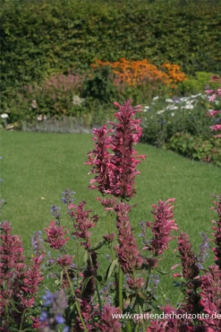 Garten-Duftnessel „Red Fortune“