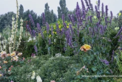 Garten-Duftnessel „Serpentine“