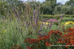 Garten-Duftnessel „Serpentine“ -Vier Jahreszeiten P2000122 3 800x800