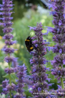 Garten-Duftnessel „Serpentine“ -Vier Jahreszeiten P2000122 4 800x800