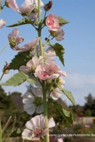 Bastardmalve „Parkfrieden“ 3 Bastardmalve „Parkfrieden“ – Bild 3