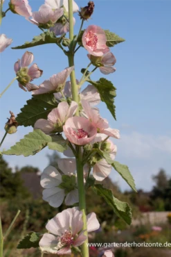 Bastardmalve „Parkfrieden“