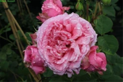 Gewöhnlicher Strandhafer